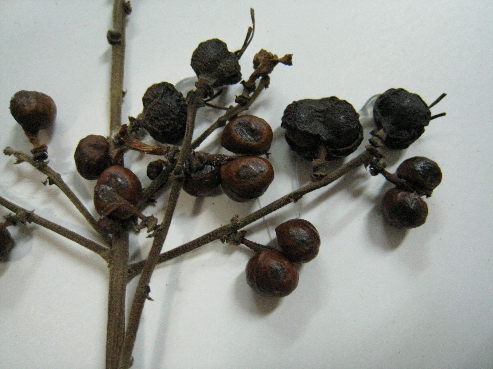 Alchornea discolor other