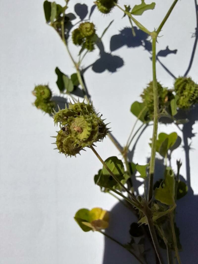 Medicago rigidula fruit