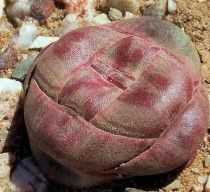 Crassula columnaris leaf