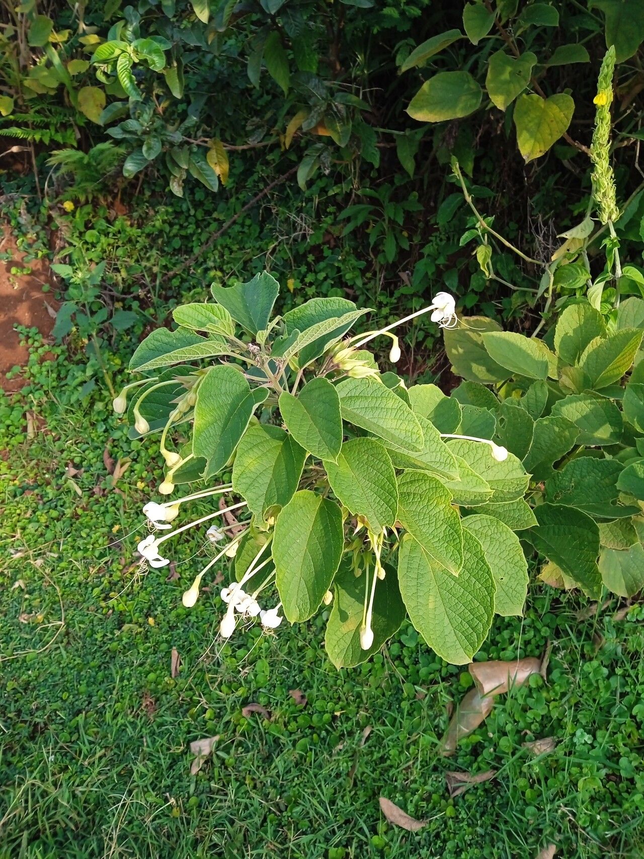 Clerodendrum rotundifolium flower