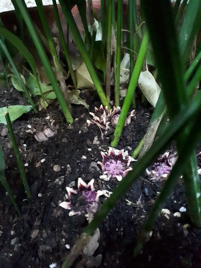 Aspidistra lurida flower