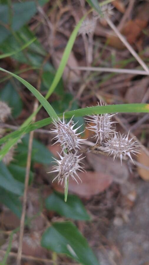 Caucalis platycarpos fruit