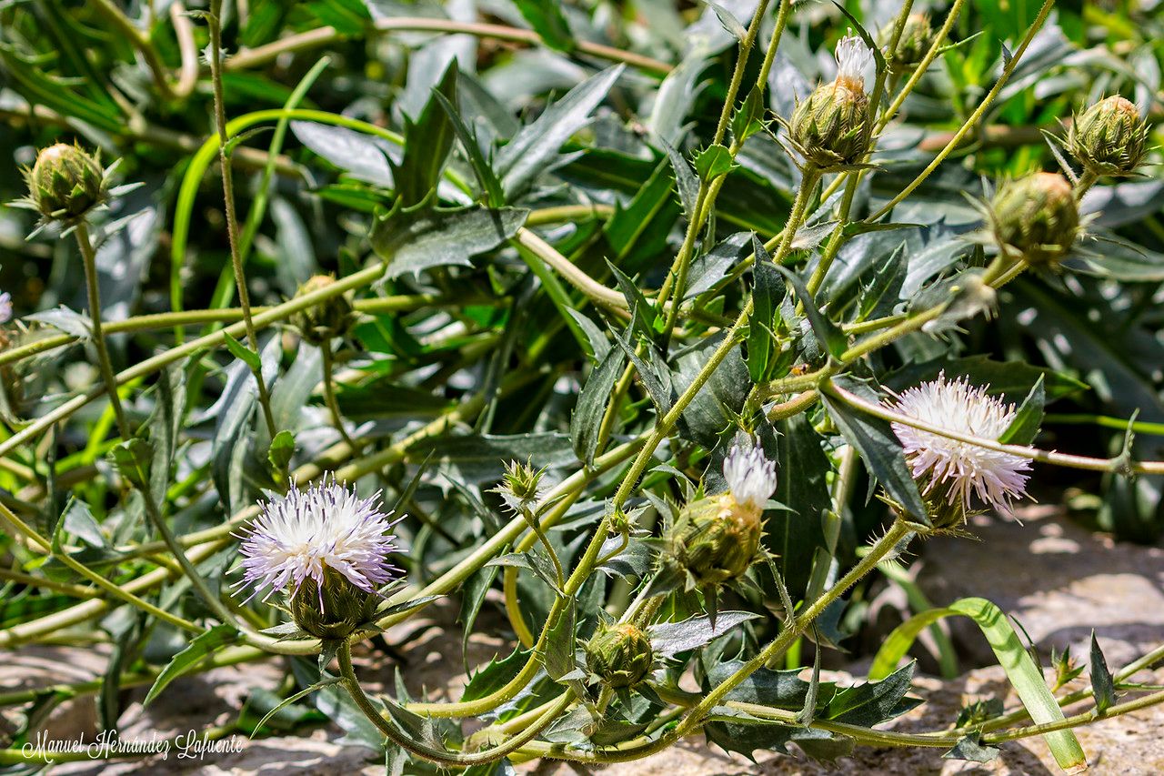 Carthamus dianius habit