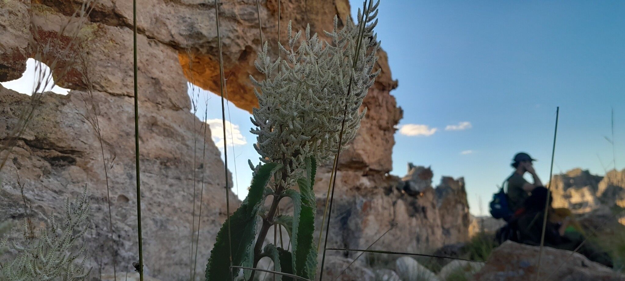 Tetradenia isaloensis flower
