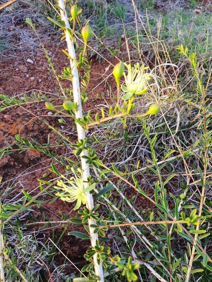 Maerua endlichii flower