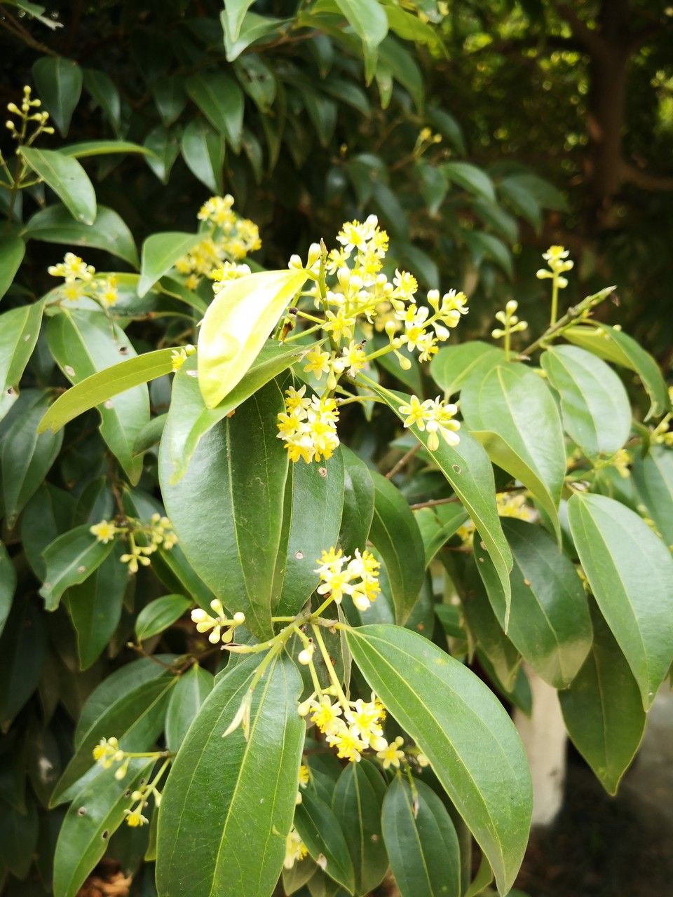 Cinnamomum tenuifolium — search result for 'Cinnamomum'