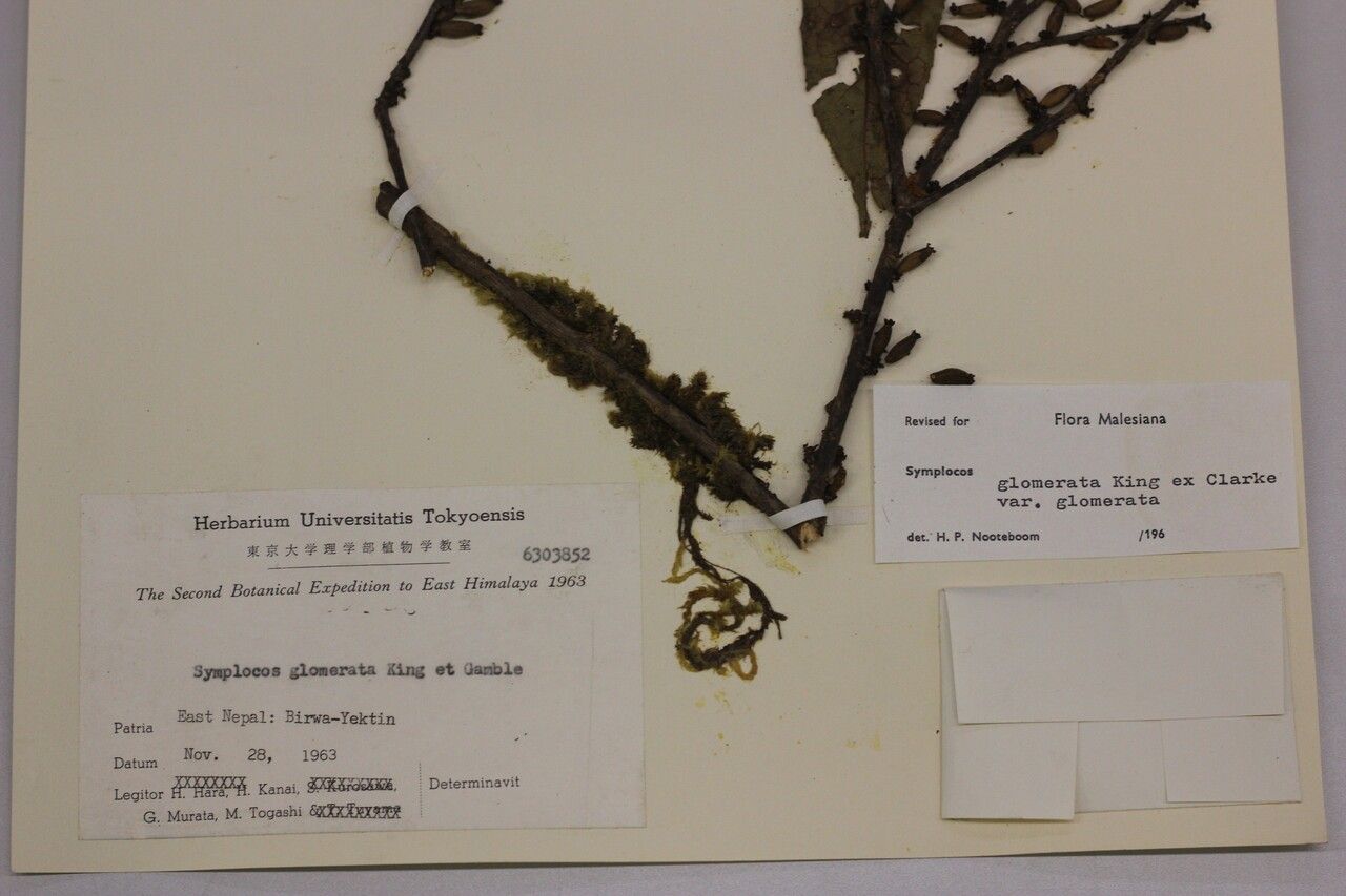 Symplocos glomerata other