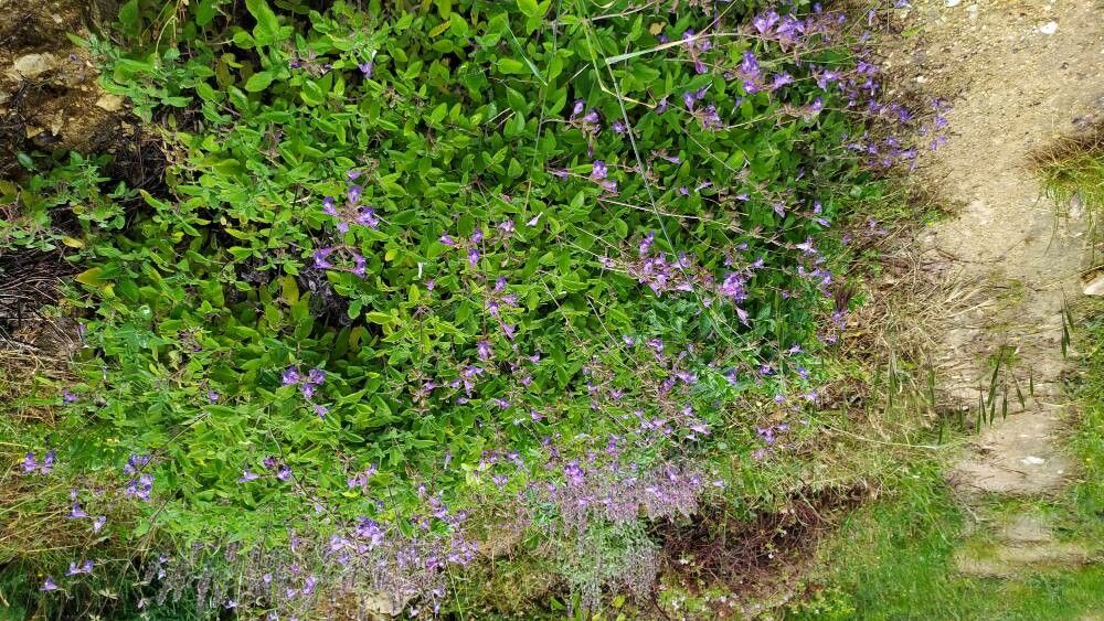 Salvia interrupta habit