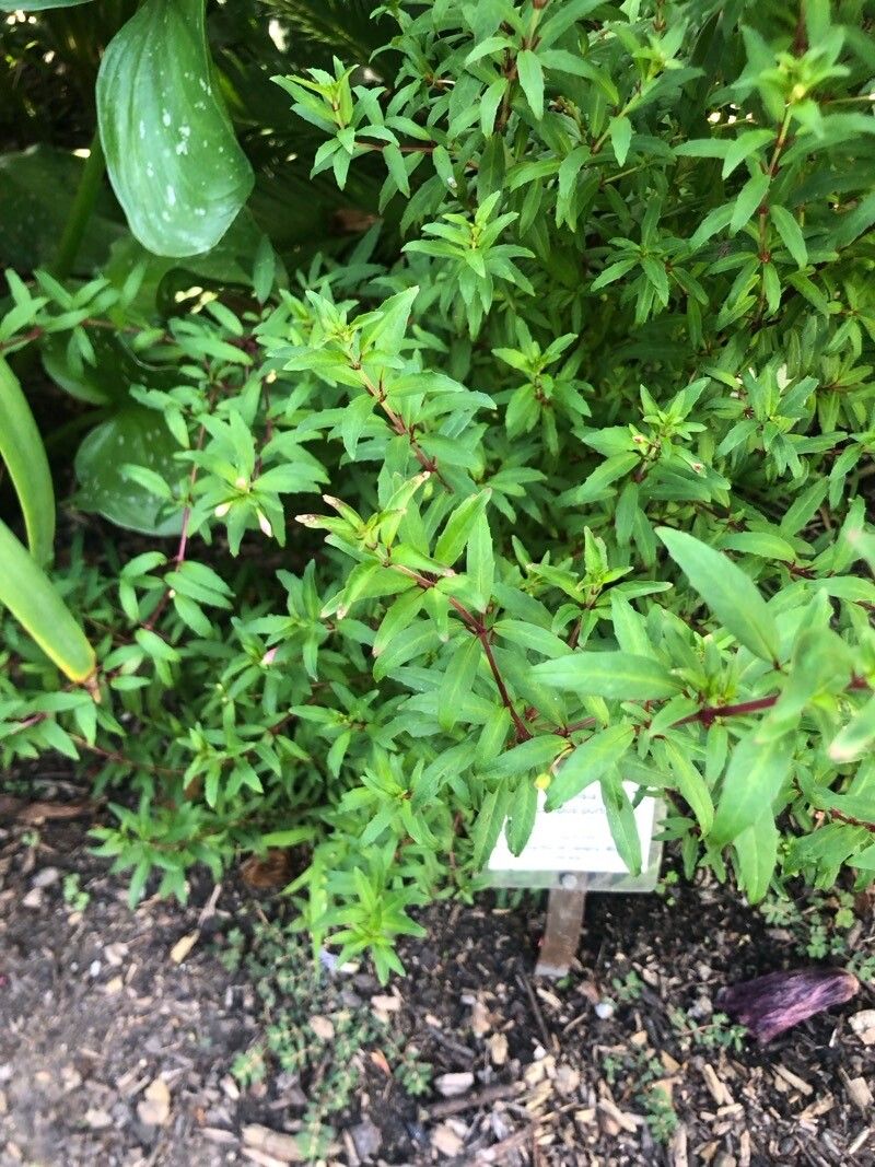 Fuchsia campos-portoi — search result for 'Fuchsia'