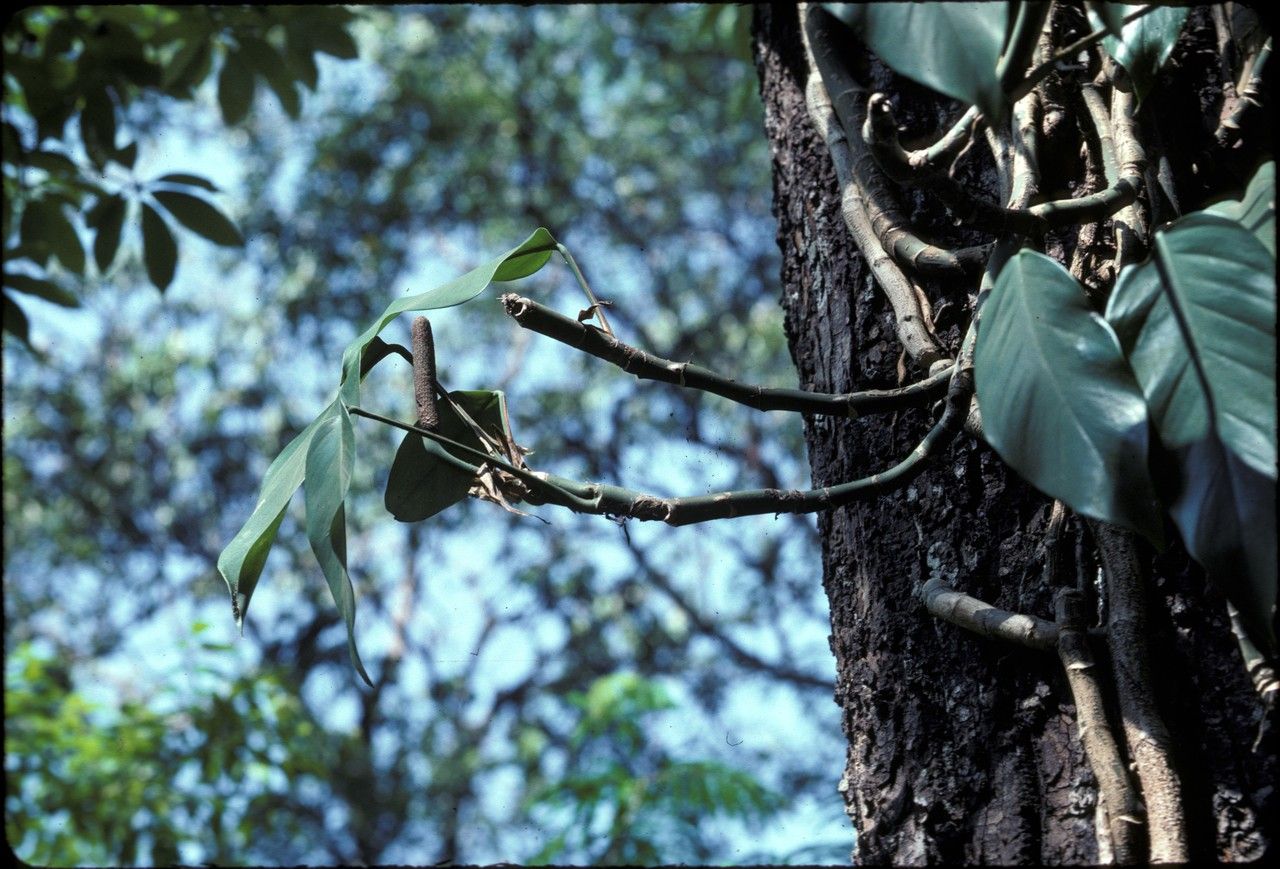 Rhaphidophora peepla — search result for 'Rhaphidophora'