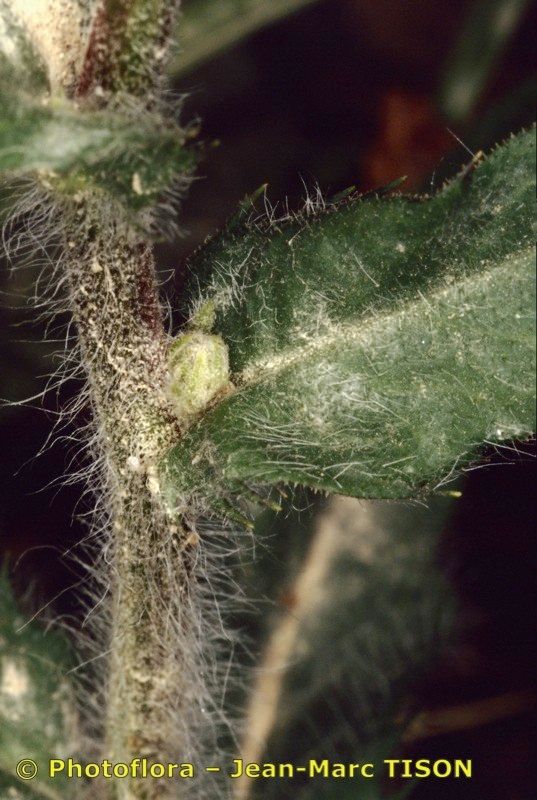 Hieracium rotgesianum — houseplant care guide