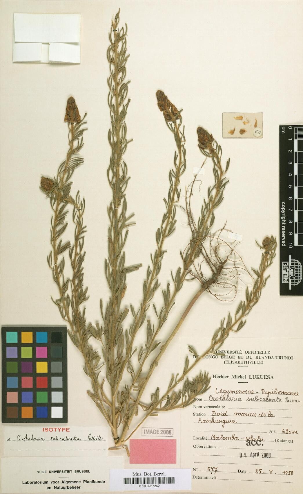 Crotalaria subcalvata — houseplant care guide