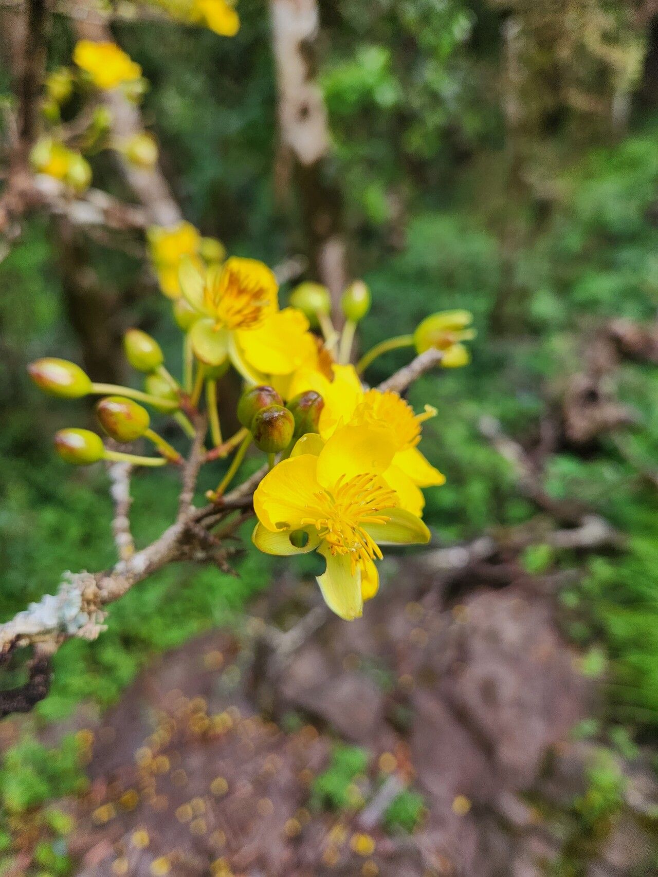 Ochna insculpta flower