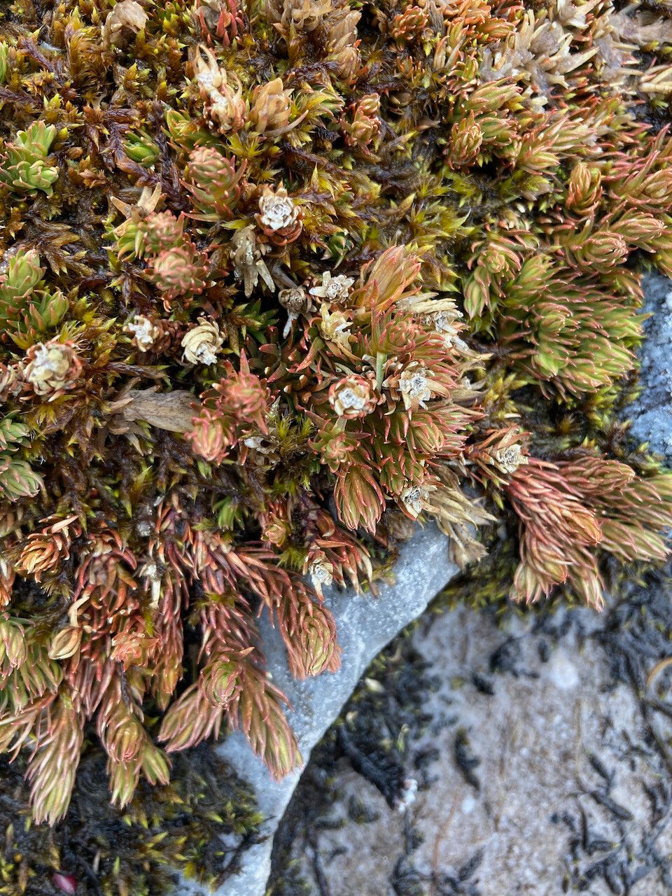 Huperzia cruenta leaf