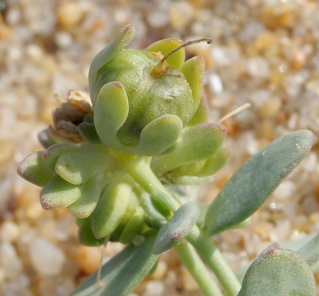 Linaria thymifolia fruit