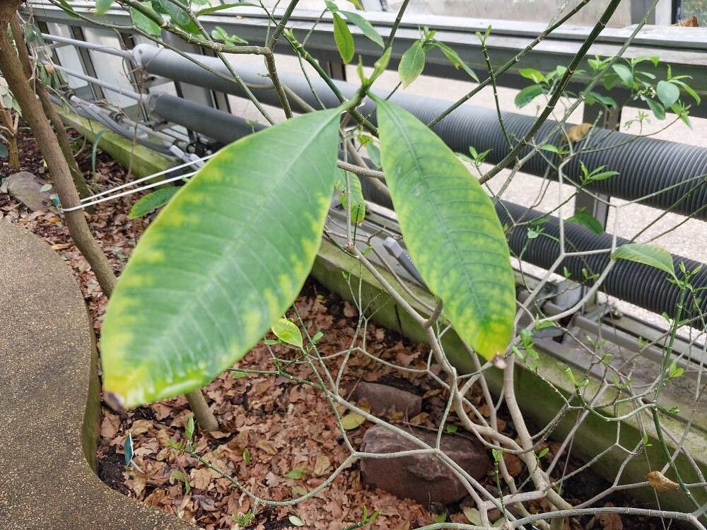 Tabernaemontana dichotoma — search result for 'Tabernaemontana'