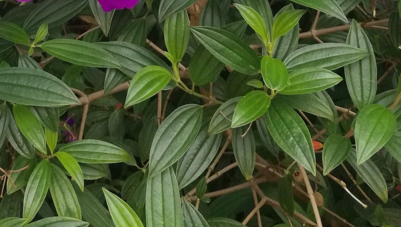 Tibouchina semidecandra leaf