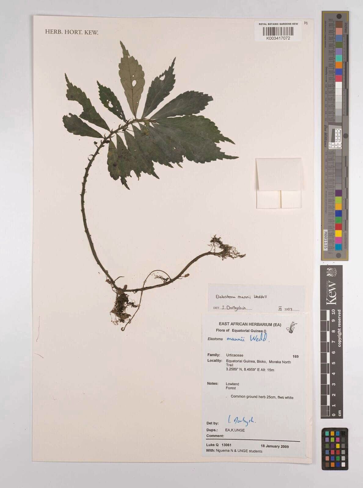 Elatostema mannii — houseplant care guide