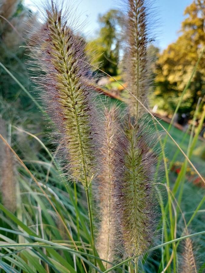 Cenchrus compressus flower