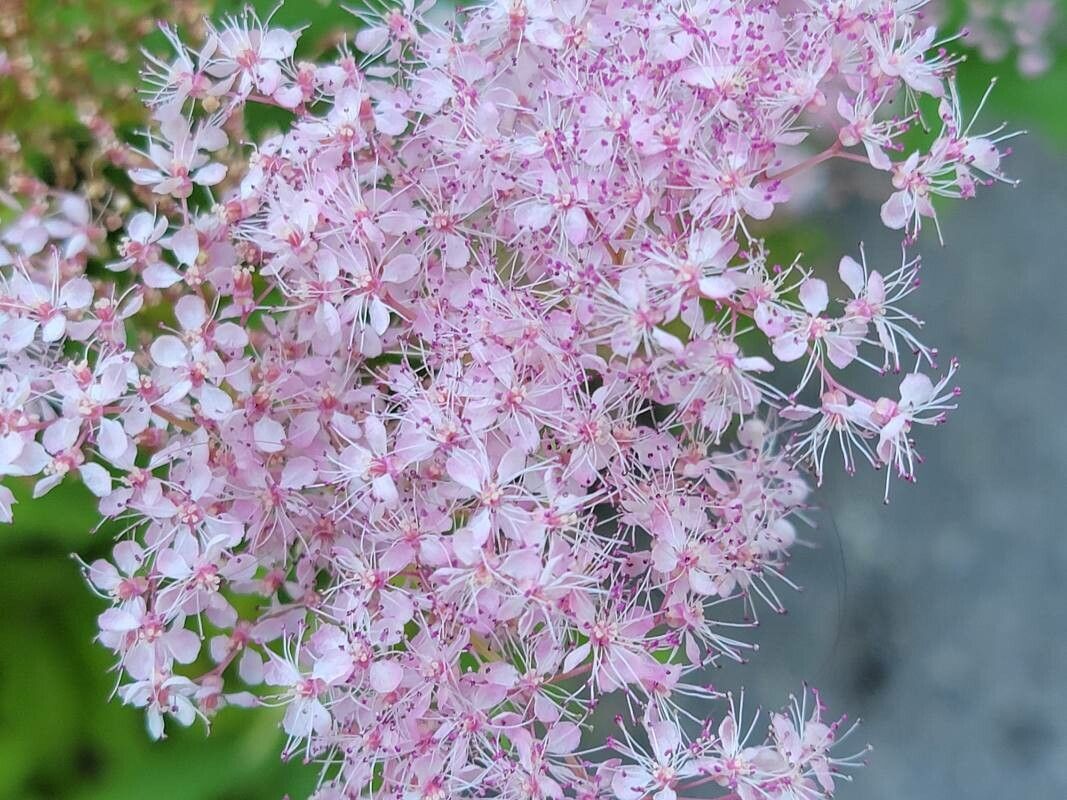 Filipendula rubra flower