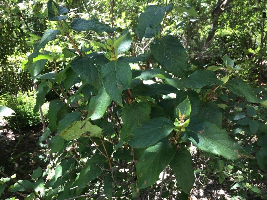 Lonicera ferdinandi leaf