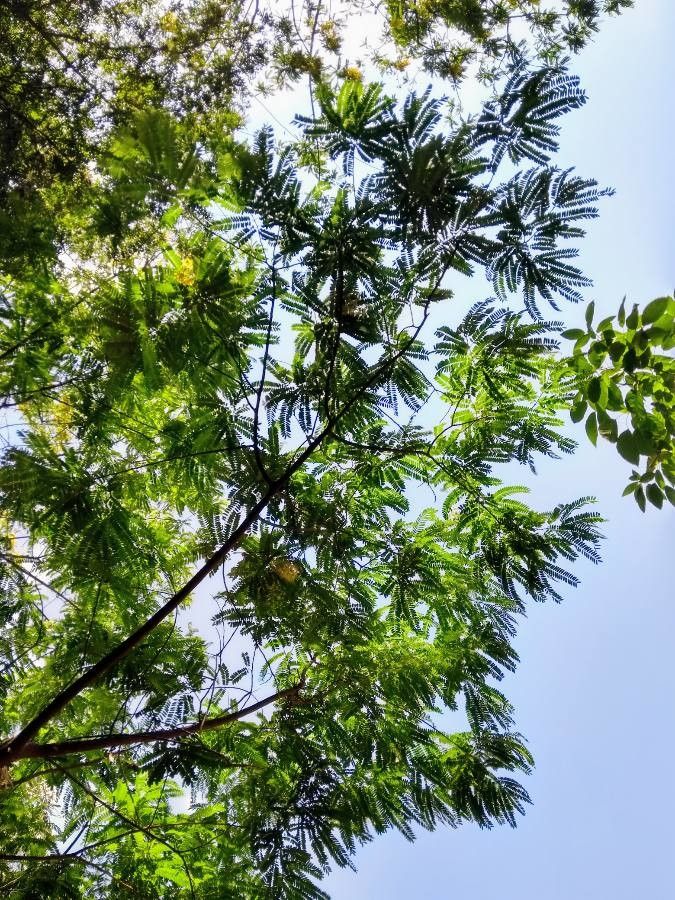 Cassia ferruginea — search result for 'Cassia'