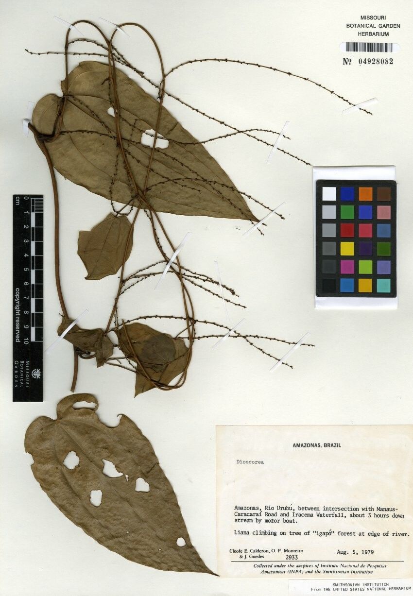 Dioscorea amazonum — related species from the same genus