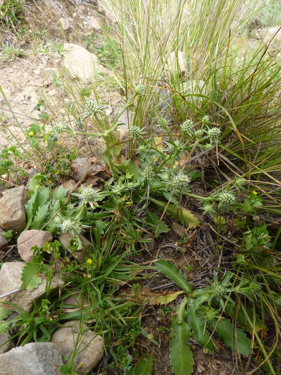 Eryngium nudicaule habit