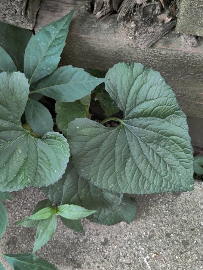 Viola Melissifolia leaf