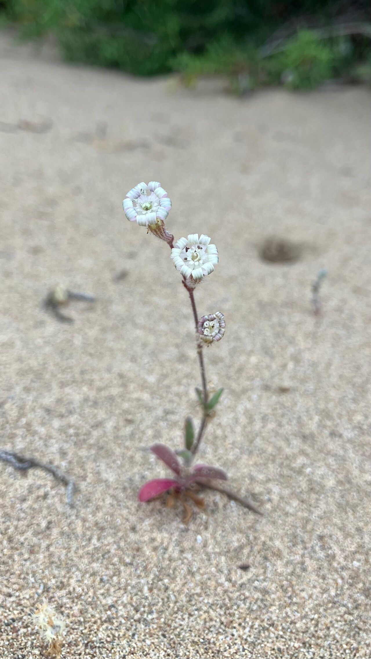 Silene discolor habit