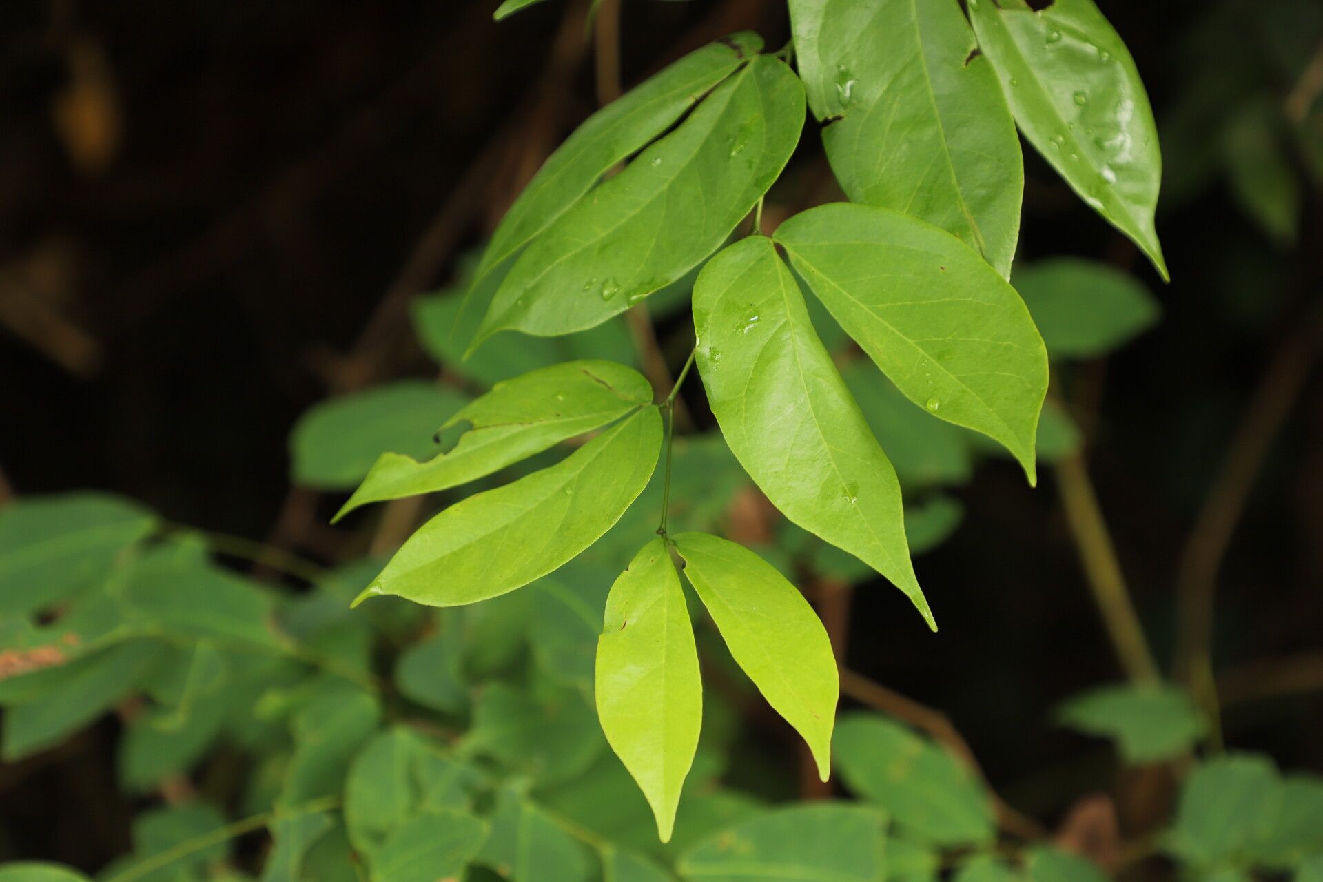 Guibourtia arnoldiana — related species from the same genus