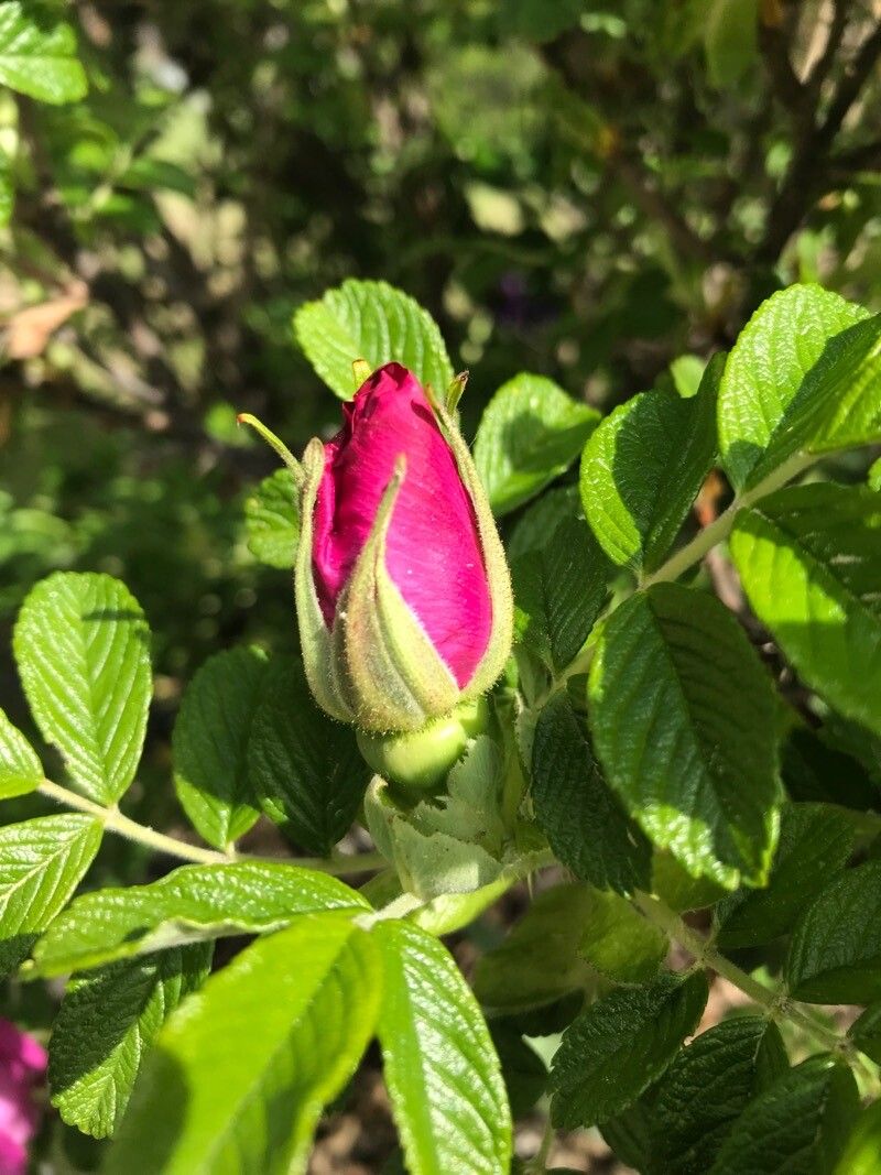 Rosa caesia x Rosa rugosa — houseplant care guide