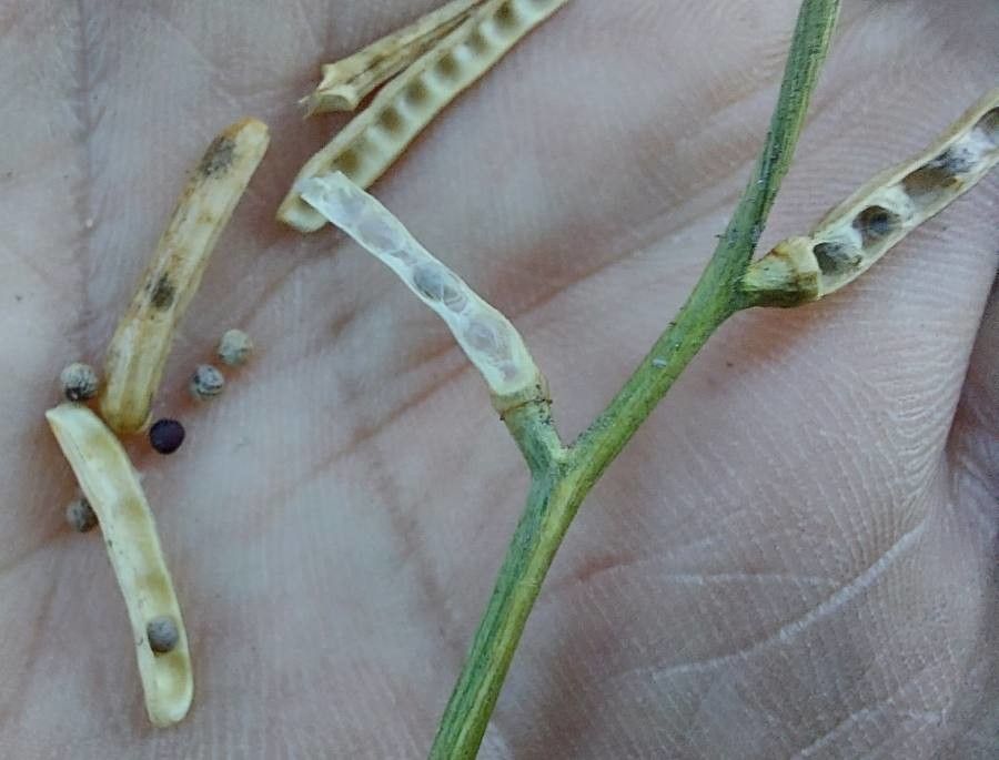 Hirschfeldia incana fruit