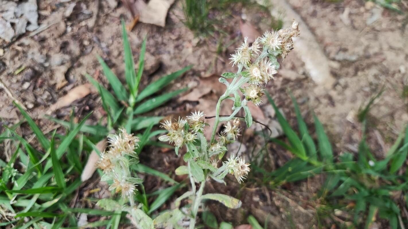 Gnaphalium pensylvanicum fruit