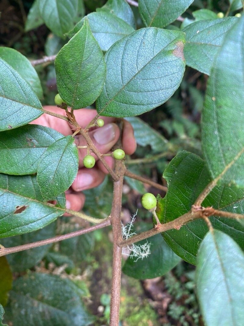Frangula discolor fruit