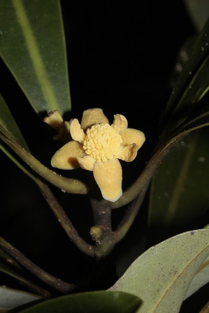 Zygogynum vieillardii — houseplant care guide