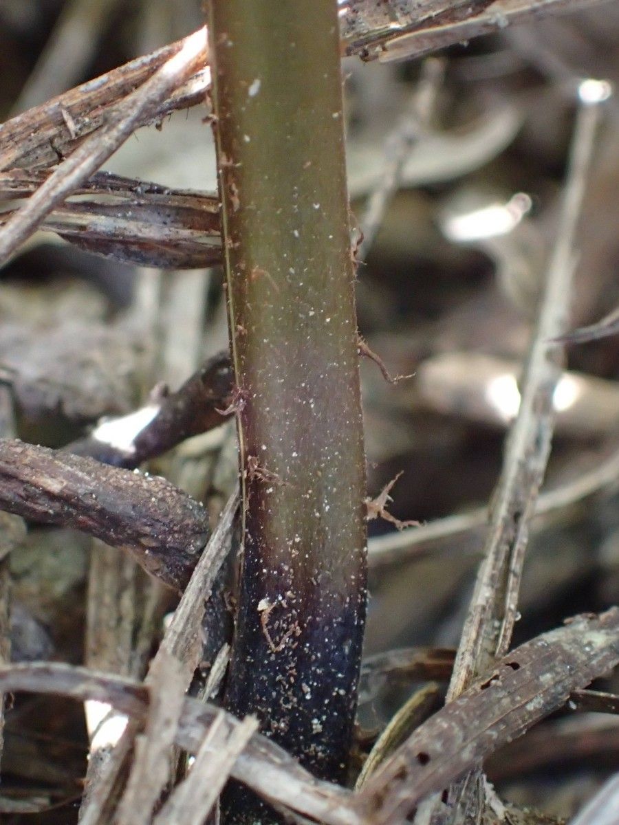 Thelypteris striata other