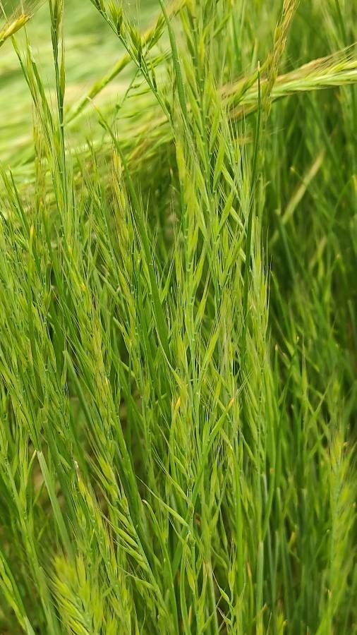 Vulpia bromoides flower