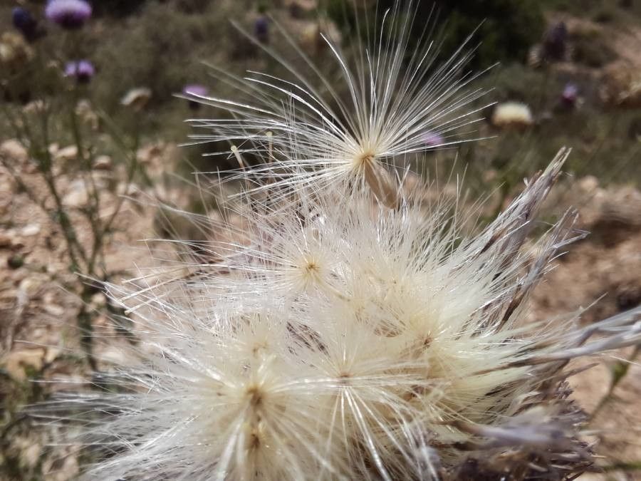 Carduus nigrescens fruit