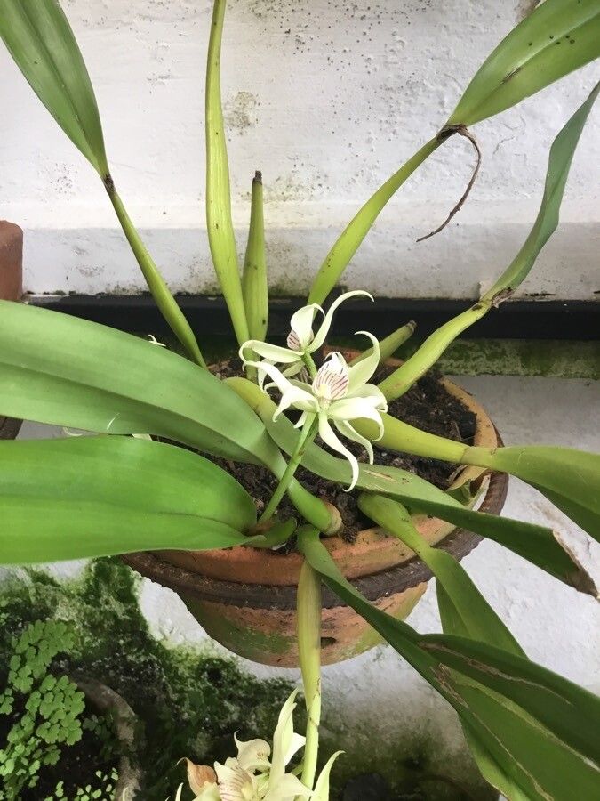 Prosthechea fragrans habit