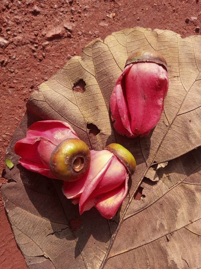 Bombax buonopozense flower