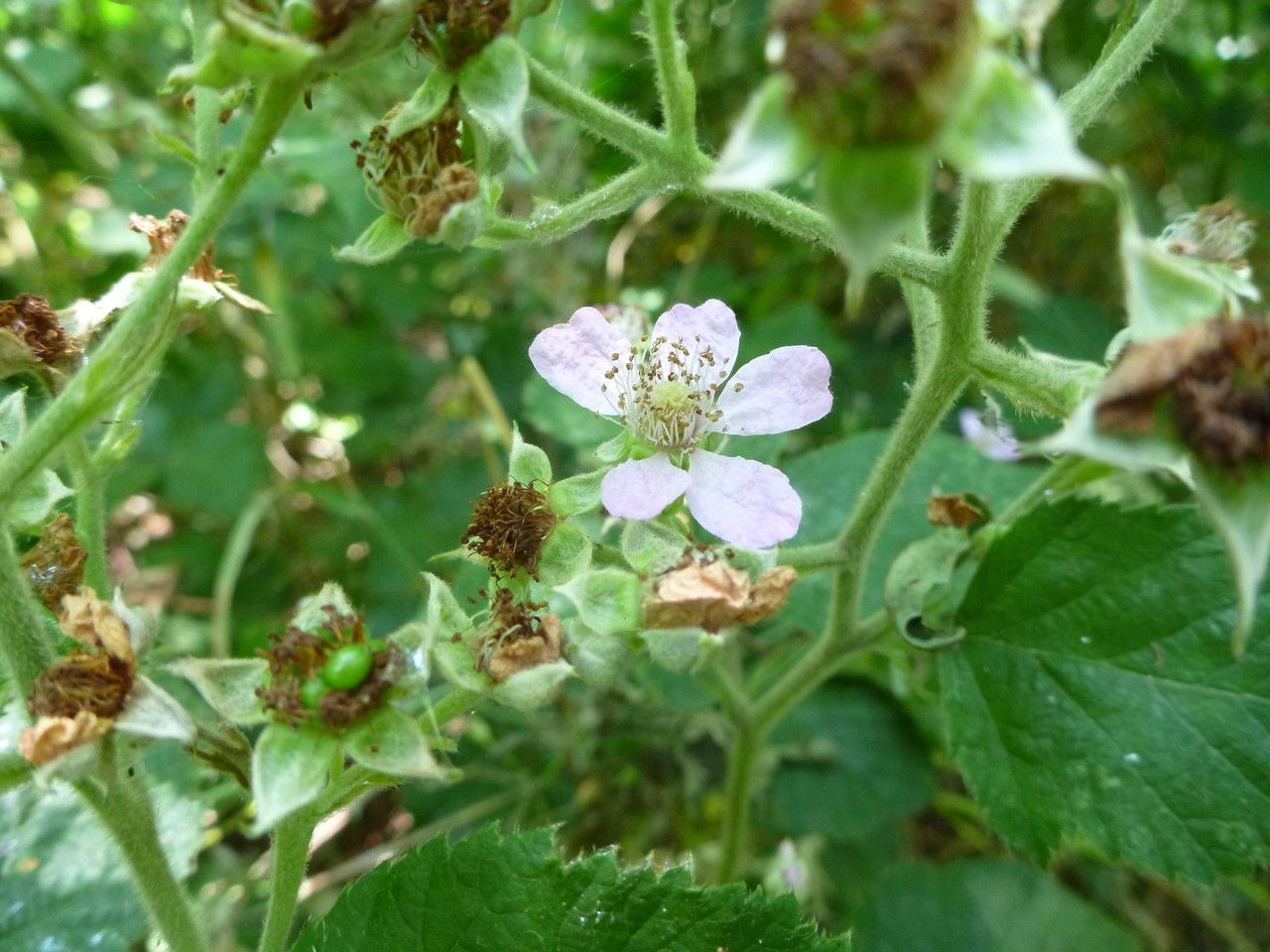 Rubus boraeanus flower