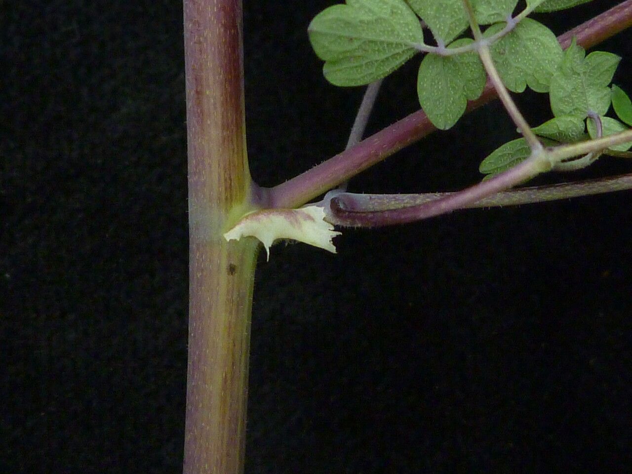 Thalictrum squamiferum bark