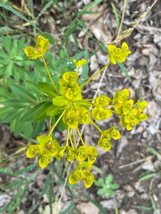Euphorbia pannonica flower