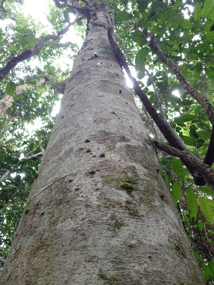 Daniellia pilosa other