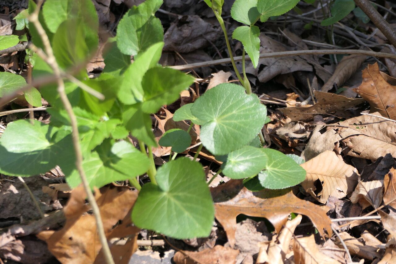 Thaspium trifoliatum habit