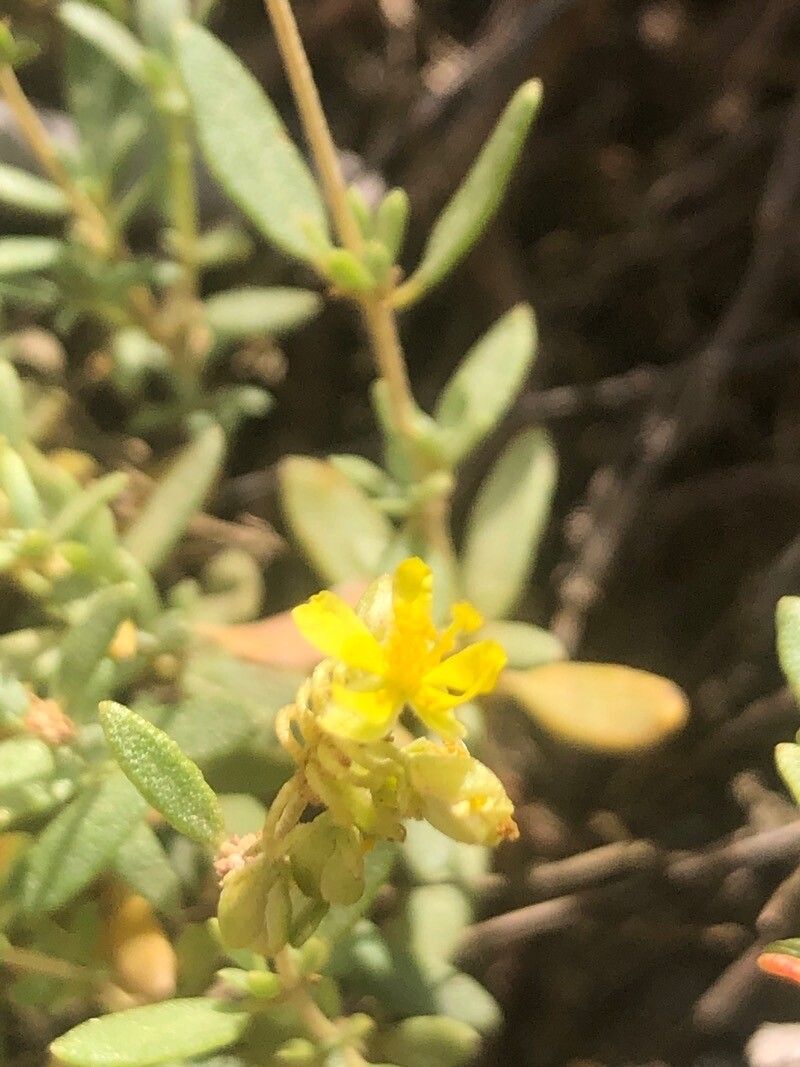 Helianthemum squamatum flower