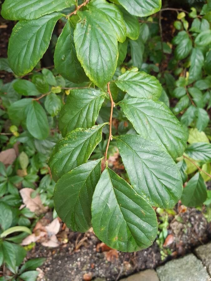 Sinojackia xylocarpa — houseplant care guide