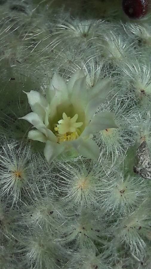 Mammillaria decipiens flower