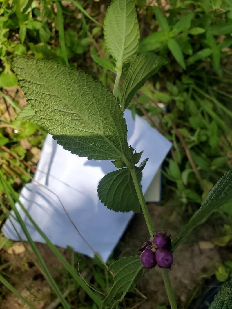 Lantana ukambensis — houseplant care guide